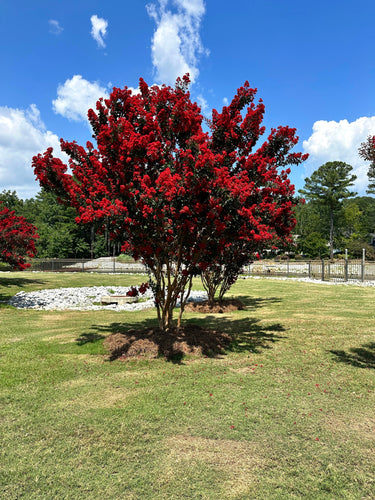 35 RED CREPE MYRTLE Lagerstroemia Indica Flowering Shrub Bush Small Tree Seeds